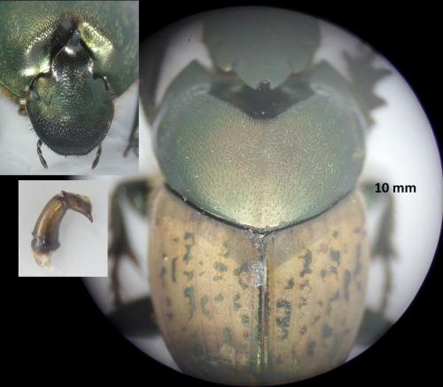 Réf. 180 937 : Onthophagus vacca